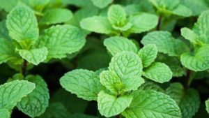 FMC’s ANTHEM Flex Herbicide Approved for Use in Potato and Mint Production