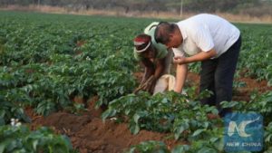 FAO: China’s Presence in South-South Cooperation Transforming Africa’s Agriculture