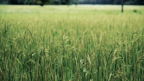 Krishi Rasayan Assesses Global Crop Protection Market