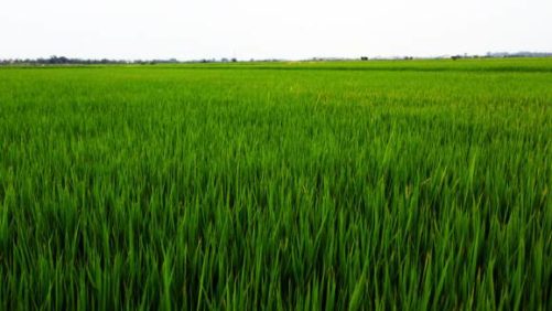 Belchim Crop Protection USA to Distribute Tenchu Insecticide