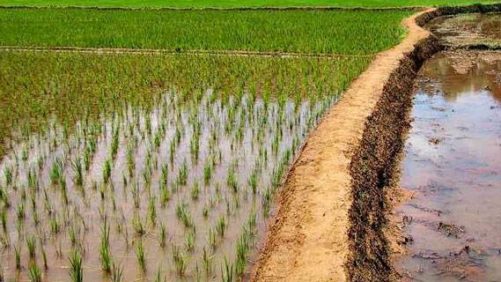 Reducing the Role of Monsoons in Farming is Important for India’s Agrochemical Growth