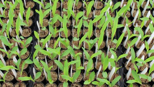 Produtores dos EUA cautelosamente otimistas sobre bioestimulantes