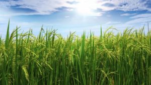 Despite Growth, Old Perceptions Inhibit Adoption of Biopesticides