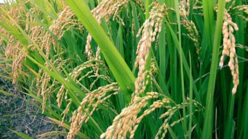 Navigating India’s Rice Export Ban