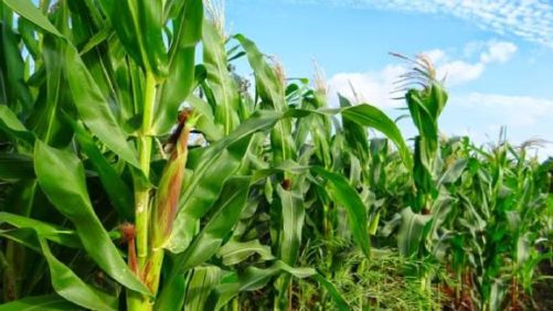 Las falsificaciones perturban el mercado de agroquímicos de Uganda