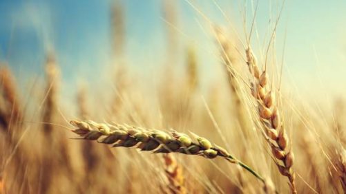 CoBank: War in Black Sea Region Likely to Shock Grain Markets for Several Years