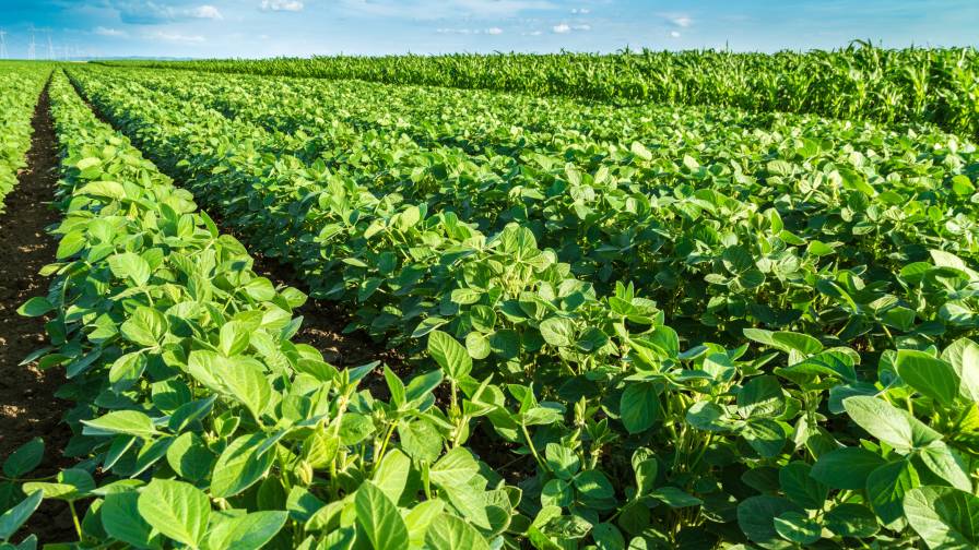 French Agri-Biotech Company Elicit Plant Launches New Bio-Solution for Soybeans in Brazil