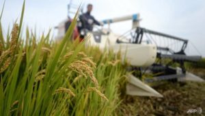 China eliminará gradualmente mais pesticidas em um esforço para melhorar a segurança alimentar