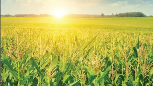Three Decades of Consolidation in U.S. Agriculture