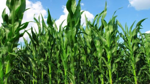 Biostimulants: Crop Input or Management Mindset?