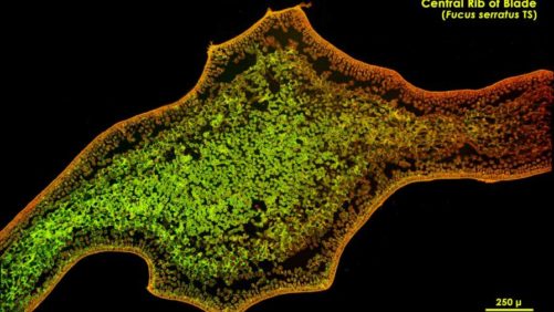 Seaweed Extracts: What Makes Them Work?