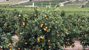 Slideshow: Crop Protection, Plant Health Companies Highlight Tour of Spain and Italy