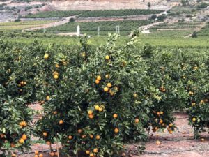 Citrus Farm at Fontestad S.A. | Spain