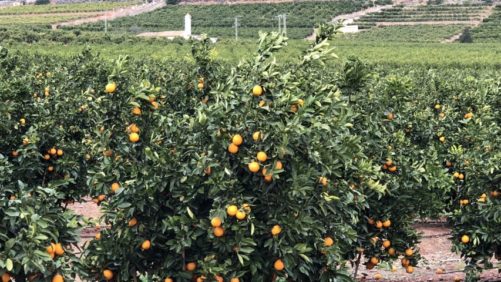 Slideshow: Crop Protection, Plant Health Companies Highlight Tour of Spain and Italy
