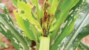 China’s Armyworm Situation Set to Worsen in 2020