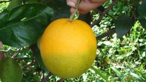 Chinese Farmers Fight Against Global “Citrus Killer”