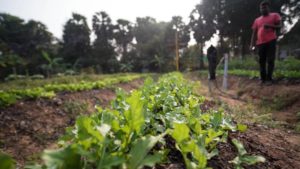 Cloud-based Irrigation Could Double India’s Crop Yield and Halve Water Use