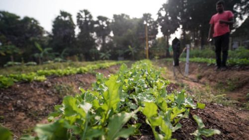 Cloud-based Irrigation Could Double India’s Crop Yield and Halve Water Use