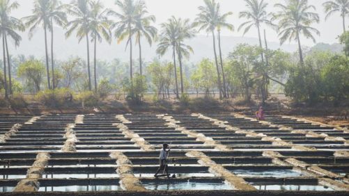 Índia pretende entregar blockchain agrícola inovador