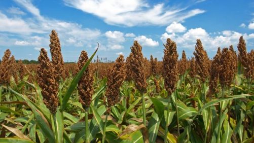 China Launches Dumping Probe into U.S. Sorghum Imports Amid Rising Trade Tension