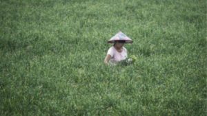 China: A Voracious Buyer of Foreign Agricultural Land