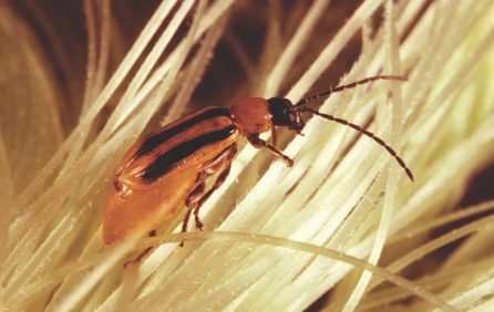 FMC Receives EPA Registration for Steward EC Insecticide