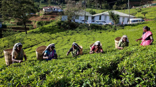 Sri Lanka Lifts Ban on Glyphosate