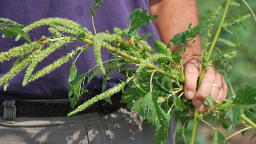 The War Against Weeds Evolves in 2018