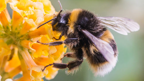 Bayer: Enzymes in Honeybees Determine Neonic Sensitivity