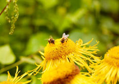 European Watchdog: Neonicotinoid Risks to Bees Confirmed
