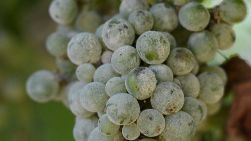 Nichino America Launches Novel Fungicide