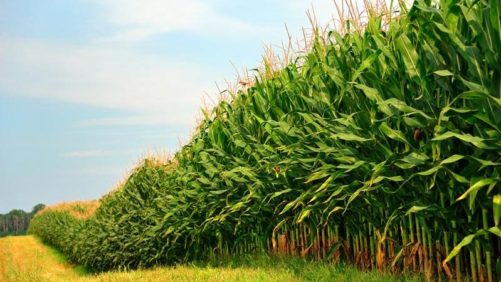 The U.S. Battle over Glyphosate Has ‘Old World’ Roots