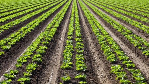 IPM e ICM: Oportunidades e desafios únicos para biopesticidas