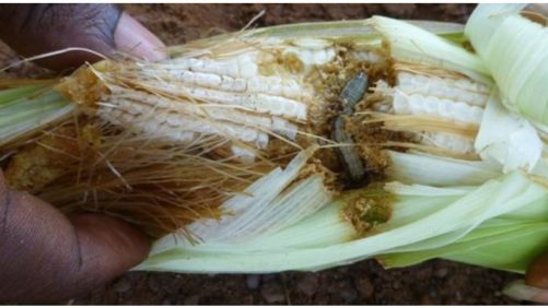 Fall Armyworm a Serious Threat to Sub-Sarahan African Food Security in 2018