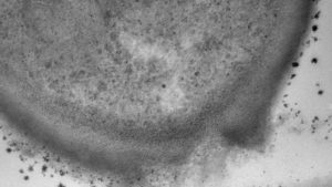 STK, BASF in Deal to Expand Distribution in Brazil