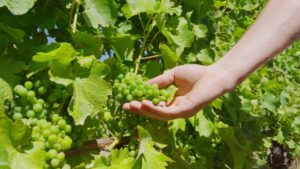 Sipcam Agro USA Launches Mevalone Biofungicide in California