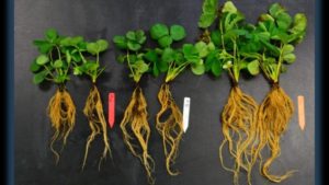 Biostimulants Gaining Ground