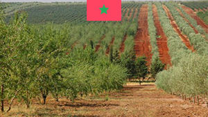 Staphyt Opens Experimental Station in Morocco