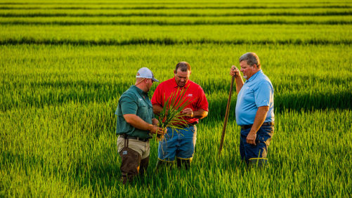 BASF Releases Provisia Rice System for 2018 Season