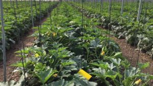 The Pace of Agriculture Quickens As Countries Focus on Food Security