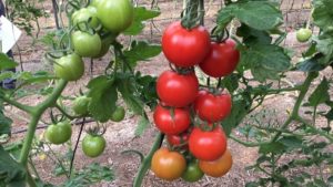 Demand-Driven Agriculture: Where Profitability Meets Sustainability