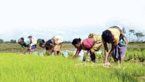 From Plate to Plough: India Must Get its Agri-Markets Right