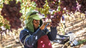 The Andean Region: A ‘Developing Pantry’ for Global Agribusiness