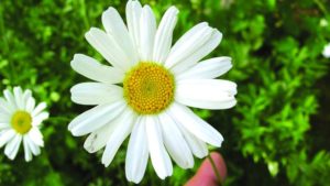 Pyrethrum Comeback Afoot in East Africa