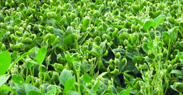 Dicamba Damage Raspberry U.S. EPA Releases Summary of Dicamba-Related Incident Reports from the ...