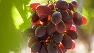 HELM Agro Fungicide Approved in California