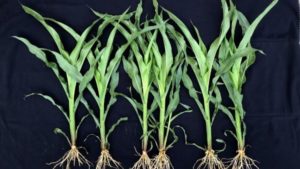 Vive Introduces Five New Crop Protection Products for 2019 Season