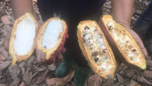 Cargill Looks to Crop Enhancement Inc. in Indonesia