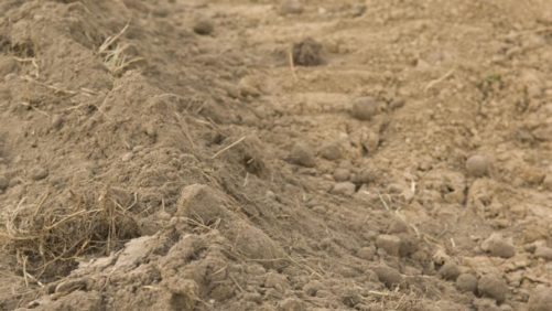 Soil Holds the Secret to Mitigating Climate Change