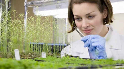 Crop Protection: How to Lead Innovation in R&D Teams (Part 5)